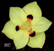 Attēlu rezultāti vaicājumam “Iridaceae”