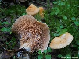 Attēlu rezultāti vaicājumam “Hydnum rufescens”