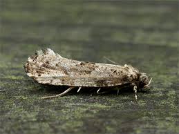 Attēlu rezultāti vaicājumam “Morophaga choragella”