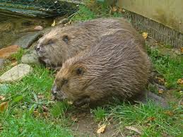 Image result for Castor fiber