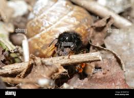 Attēlu rezultāti vaicājumam “Osmia bicolor”