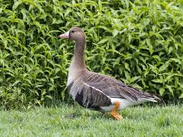 Attēlu rezultāti vaicājumam “Anser albifrons adult”