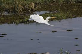 Attēlu rezultāti vaicājumam “Egretta alba adult”