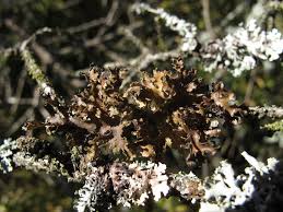 Attēlu rezultāti vaicājumam “Tuckermannopsis chlorophylla”