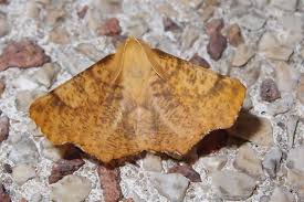 Attēlu rezultāti vaicājumam “Ennomos autumnaria”