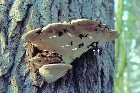 Attēlu rezultāti vaicājumam “Morophaga choragella”