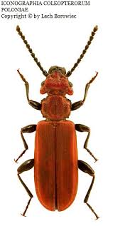 Attēlu rezultāti vaicājumam “Cucujus cinnaberinus”
