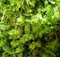 Attēlu rezultāti vaicājumam “Scapania nemorea”