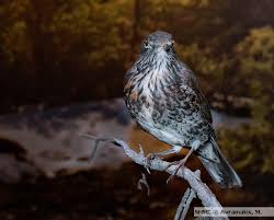 Attēlu rezultāti vaicājumam “Turdus viscivorus juvenile”