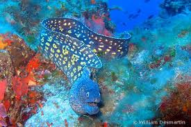 Image result for Muraena helena