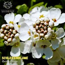 Image result for Iberis amara