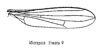 Attēlu rezultāti vaicājumam “Micropezidae”