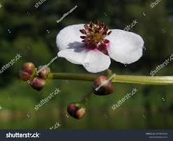 Attēlu rezultāti vaicājumam “Sagittaria sagittifolia flower”