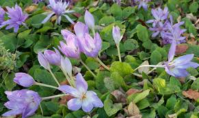 Image result for Herbstzeitlose