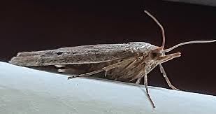 Attēlu rezultāti vaicājumam “Aphomia sociella”