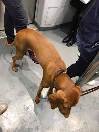 Image result for Norwich Scrabble Club