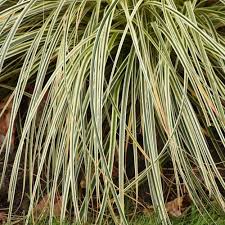 Attēlu rezultāti vaicājumam “Carex arenaria  leaf”