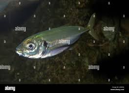 Image result for Trachurus trachurus