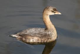 Image result for Podilymbus podiceps