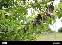 Attēlu rezultāti vaicājumam “Nectria sp., Neonectria sp.”
