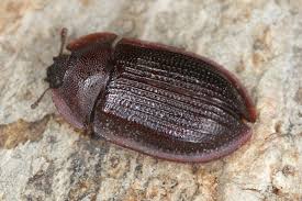 Attēlu rezultāti vaicājumam “Ostoma ferruginea”