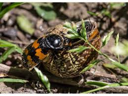 Attēlu rezultāti vaicājumam “Nicrophorus investigator imago”