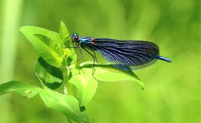 Attēlu rezultāti vaicājumam “Calopteryx virgo”