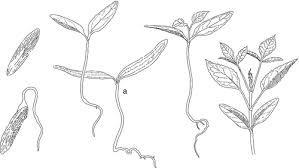 Attēlu rezultāti vaicājumam “Symphytocarpus flaccidus young”