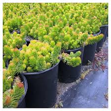 Attēlu rezultāti vaicājumam “Sedum rupestre”