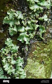 Attēlu rezultāti vaicājumam “Platismatia glauca”