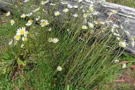 Attēlu rezultāti vaicājumam “Leucanthemum vulgare flower”