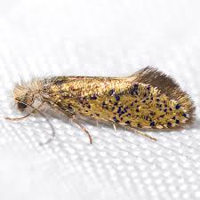 Attēlu rezultāti vaicājumam “Eriocraniidae”