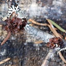 Attēlu rezultāti vaicājumam “Cetraria sepincola”