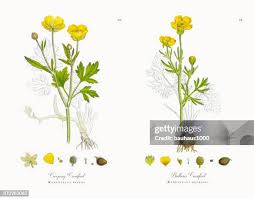 Attēlu rezultāti vaicājumam “Ranunculus cassubicus leaf”