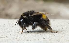 Attēlu rezultāti vaicājumam “Bombus terrestris”