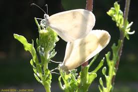 Attēlu rezultāti vaicājumam “Leptidea sinapis underside”