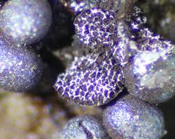 Attēlu rezultāti vaicājumam “Badhamia panicea”