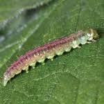 Attēlu rezultāti vaicājumam “Agonopterix heracliana”