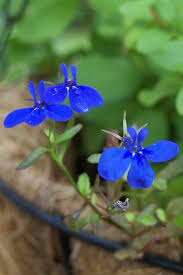 Attēlu rezultāti vaicājumam “Lobelia erinus flower”