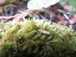 Attēlu rezultāti vaicājumam “Brachythecium rutabulum”