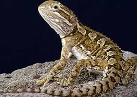 Image result for Central Weald Dragons