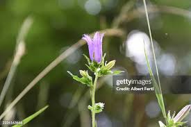 Attēlu rezultāti vaicājumam “Campanula latifolia flower”
