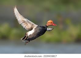 Image result for Netta rufina