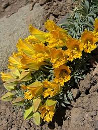 Attēlu rezultāti vaicājumam “Tropaeolaceae”