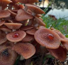 Attēlu rezultāti vaicājumam “Badhamia capsulifera var. arborea sessile”