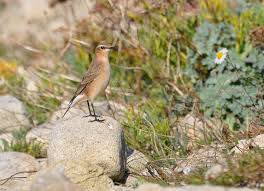 Attēlu rezultāti vaicājumam “Oenanthe oenanthe”