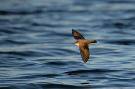 Image result for Ptyonoprogne rupestris