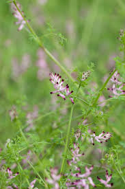 Attēlu rezultāti vaicājumam “Fumaria officinalis flower”
