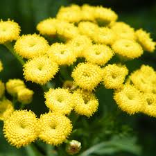 Attēlu rezultāti vaicājumam “Tanacetum vulgare flower”