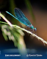 Attēlu rezultāti vaicājumam “Calopterygidae”